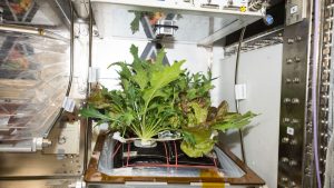 هشدار دانشمندان: خوردن سالاد در راه مریخ می‌تواند فضانوردان را بکشد