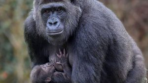 تولد دومین بچه گوریل در یک ماه اخیر در باغ وحش لندن