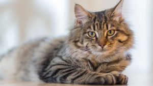 شهری در ژاپن به دلیل سقوط یک گربه در خمره مواد شیمیایی وضعیت‌ آماده‌باش اعلام کرد